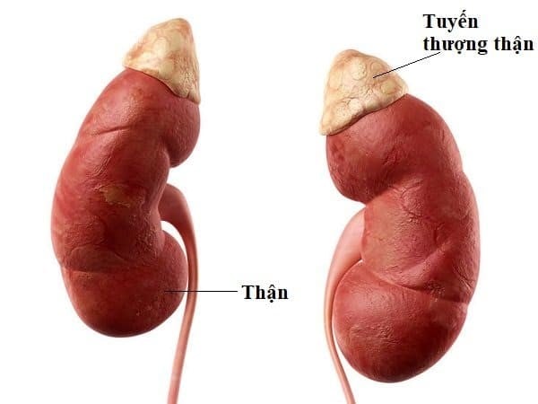Cách Nhận Biết Sớm Dấu Hiệu Suy Tuyến Thượng Thận Ở Trẻ Em