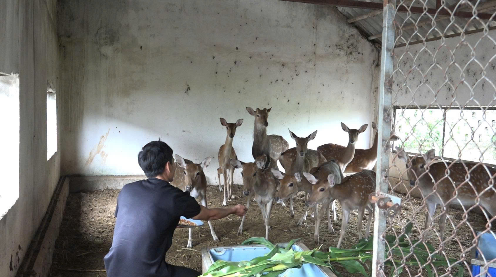 Hành Trình Biến Đam Mê Nuôi Hươu Sao Thành Mô Hình Kinh Doanh Thành Công - Ảnh 4.