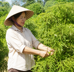 Những Thời Điểm Người Trên 50 Tuổi Nên Tránh Uống Trà Xanh