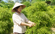 Những Thời Điểm Người Trên 50 Tuổi Nên Tránh Uống Trà Xanh