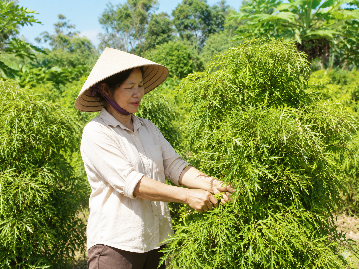 Thời điểm lý tưởng để thu hái lá đinh lăng