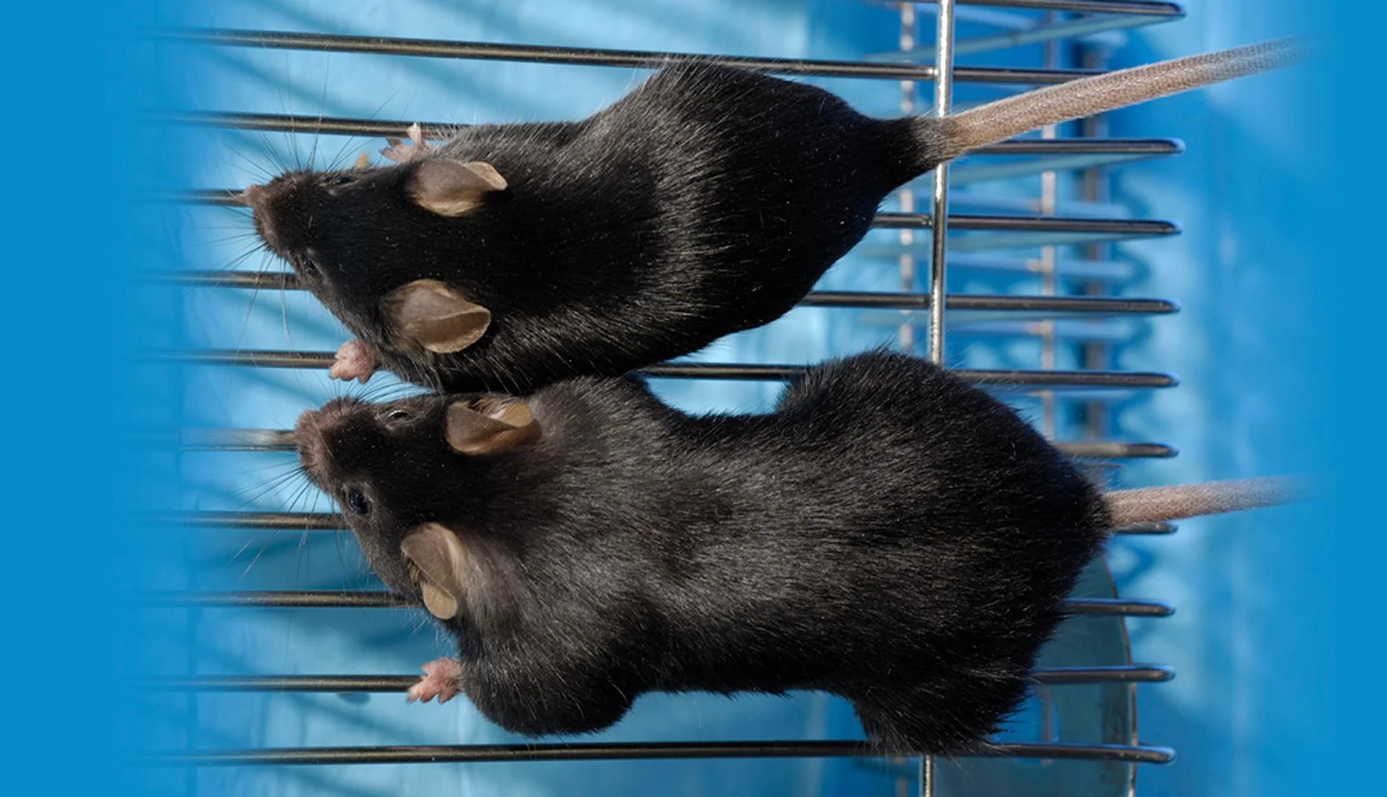 Khám phá mới về protein GDF-8