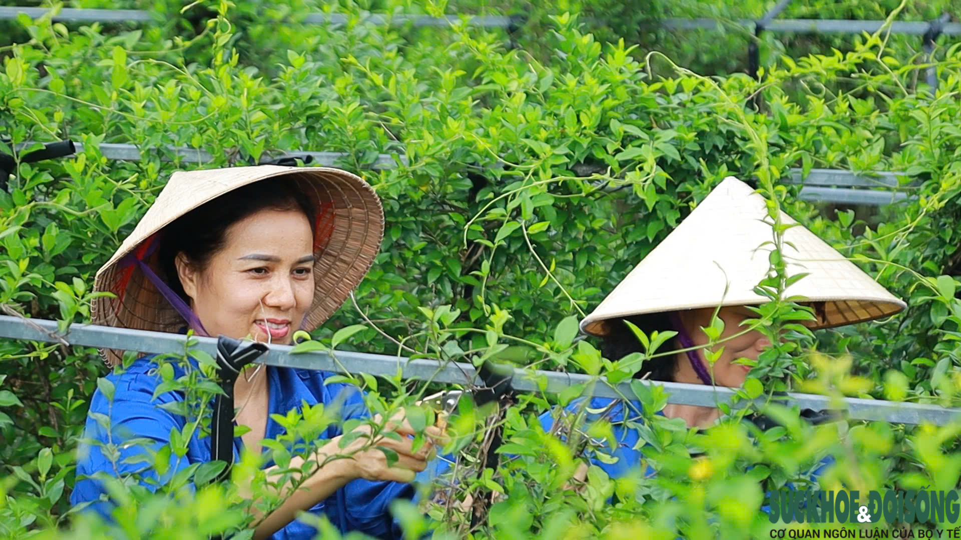 Nghệ An loay hoay nâng giá trị cây dược liệu- Ảnh 2.