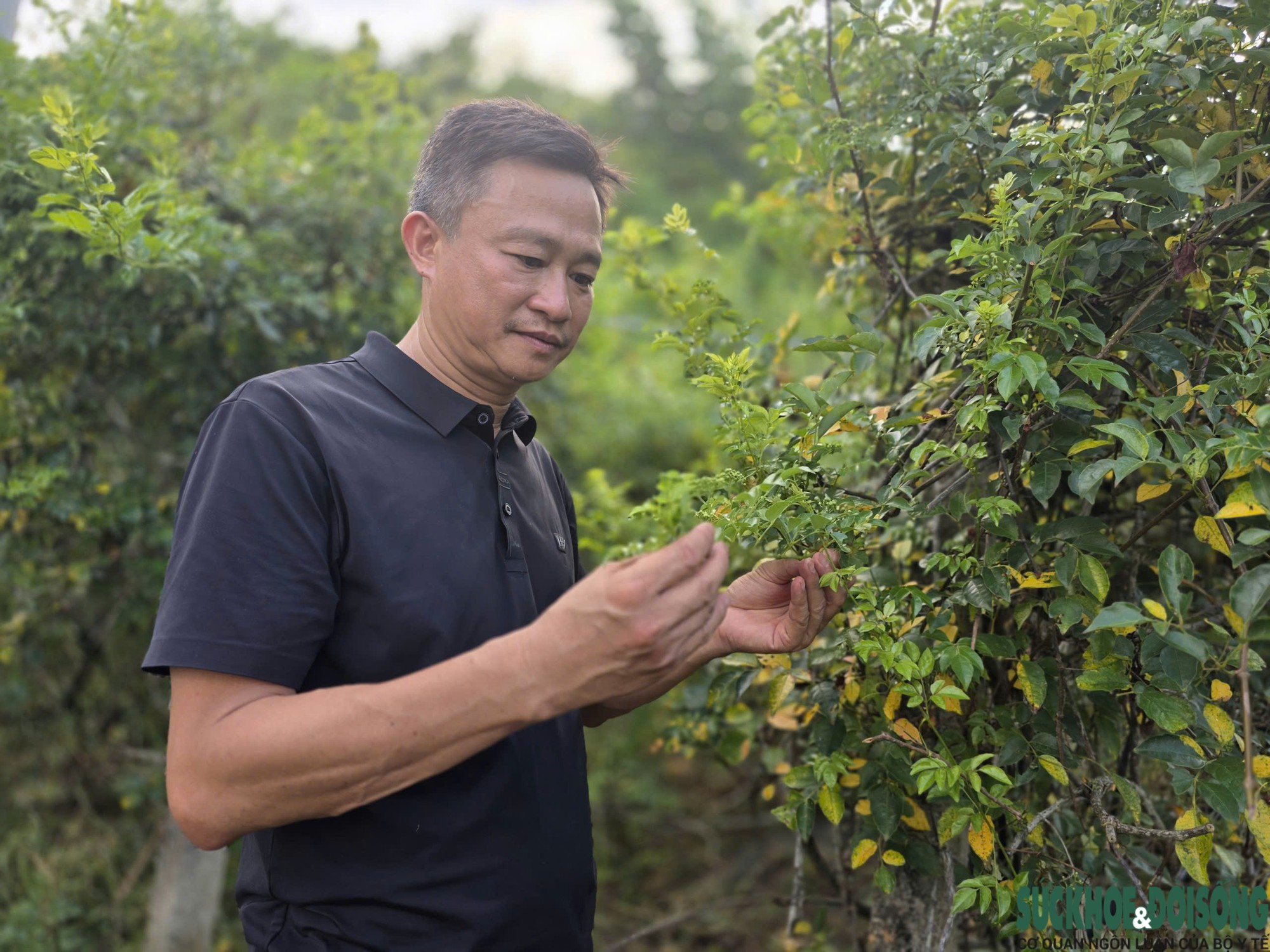 Nghệ An loay hoay nâng giá trị cây dược liệu- Ảnh 3.