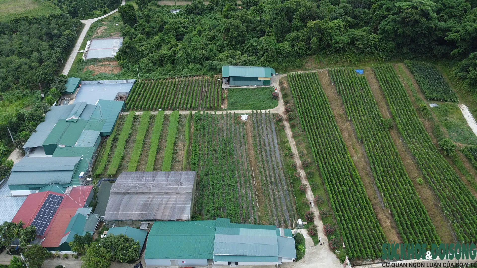Nghệ An loay hoay nâng giá trị cây dược liệu- Ảnh 1.