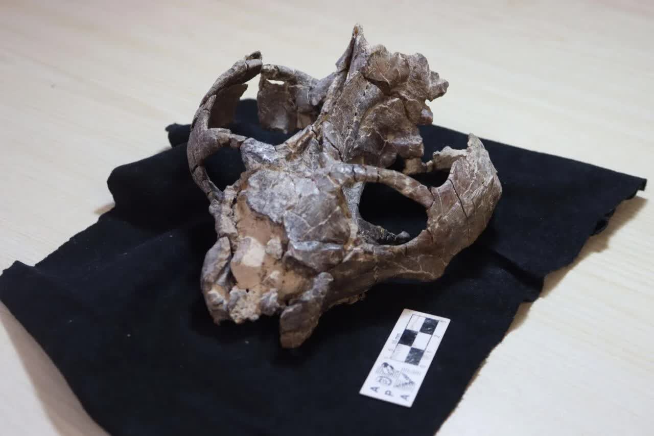 chiniquodon-theotonicus-skull-1280x853-1786616101618176961254 Hóa thạch 236 triệu năm viết lại lịch sử sinh sản của động vật có vú - Ảnh 2.