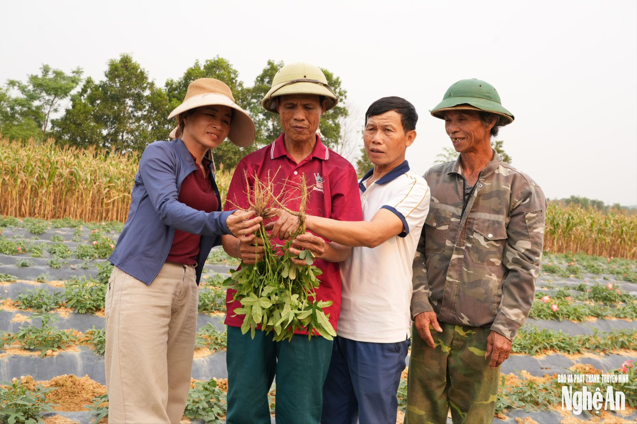 Nghệ An: Hướng Đi Bền Vững Cho Ngành Dược Liệu Tương Lai