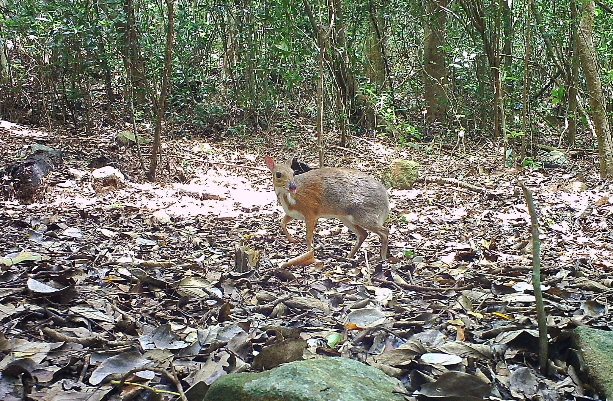 edit-cheo-cheo-lung-bac-co-ten-khoa-hoc-la-silver-backed-chevrotain-duoc-ghi-nhan-xuat-hien-tai-vqg-nui-chua-17861655599321637789463 Ngắm những loài động vật quý hiếm sinh sống trong rừng Khánh Hòa- Ảnh 1.