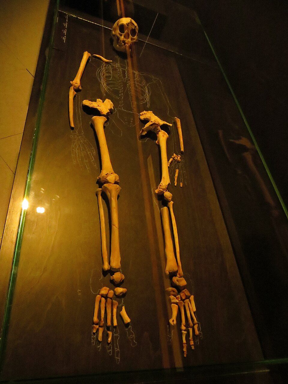 Khám Phá Chủng Người Cổ: Homo Floresiensis Và Những Tư Thế Di Chuyển Kỳ Lạ