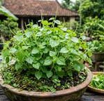 Khám Phá Tầm Quan Trọng Của Sức Mạnh Cơ Đùi Đối Với Sức Khỏe