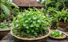 Khám Phá Tầm Quan Trọng Của Sức Mạnh Cơ Đùi Đối Với Sức Khỏe