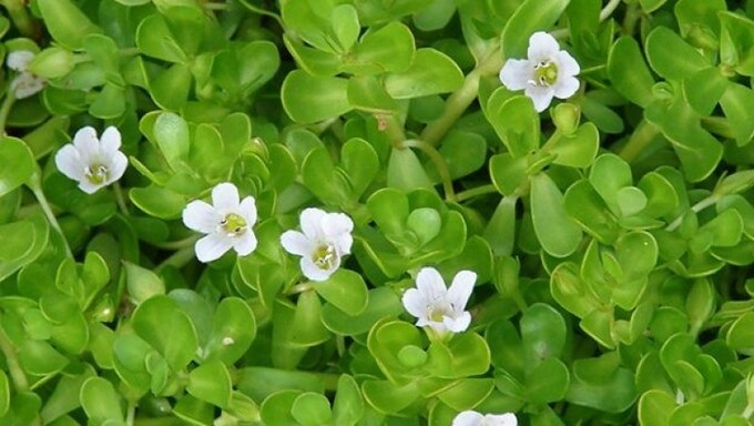 Khám Phá Rau Đắng Biển: Giải Pháp Tự Nhiên Cho Trí Nhớ và Chức Năng Nhận Thức