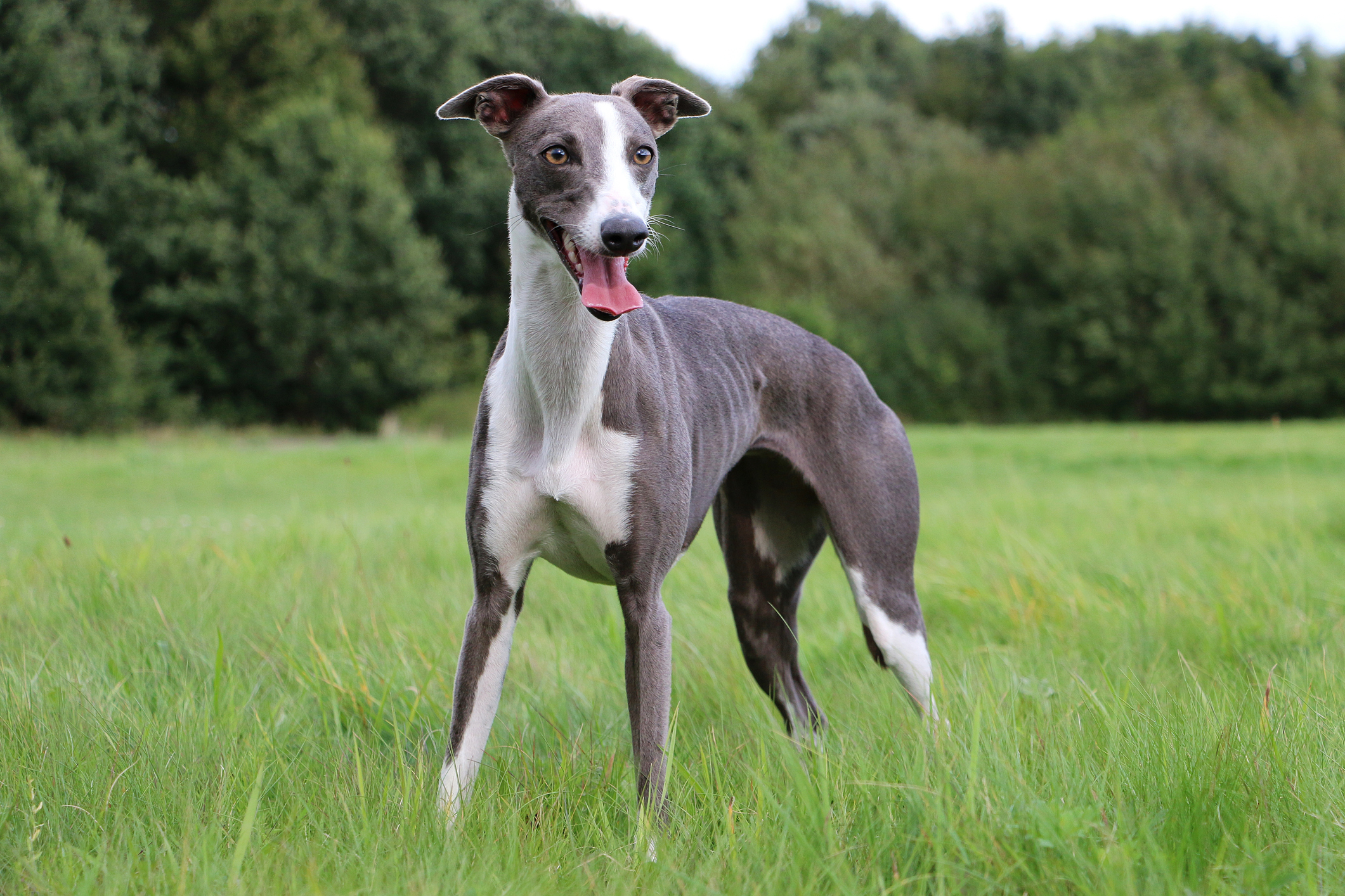 Chó đua whippet với gen đột biến